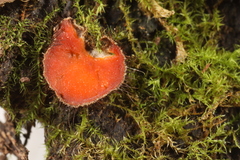 Scutellinia umbrorum