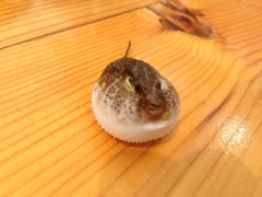 Torquigener flavimaculosus