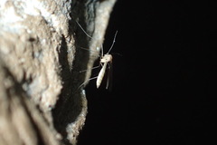 Bolitophilidae