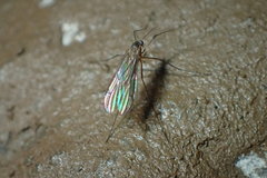 Bolitophilidae
