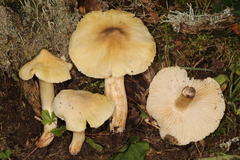 Tricholoma davisiae