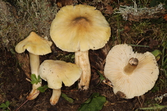 Tricholoma davisiae