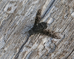 Anthrax striatipennis