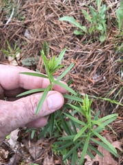 Sericocarpus linifolius