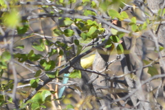 Passerina leclancherii