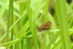Cymaenes tripunctata