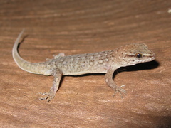 Gymnodactylus amarali
