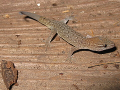 Gymnodactylus amarali