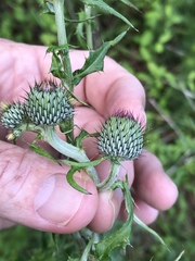Cirsium carolinianum