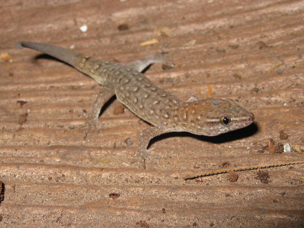 Naked-toed Geckos