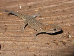 Gymnodactylus amarali