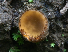 Chaetothiersia