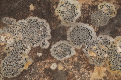 Lecidella carpathica