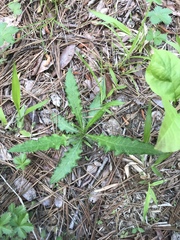 Cirsium carolinianum