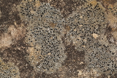 Lecidella carpathica