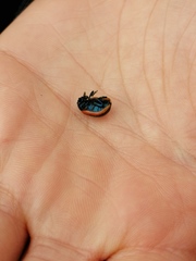 Chrysolina lucidicollis