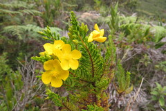 Hypericum laricifolium