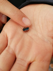 Chrysolina lucidicollis