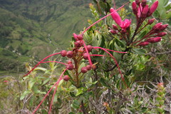 Bejaria