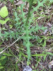 Cirsium carolinianum