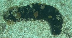 Holothuria mexicana