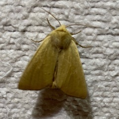 Arenostola phragmitidis