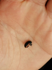 Chrysolina lucidicollis