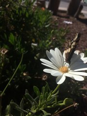 Catasticta nimbice