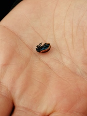 Chrysolina lucidicollis