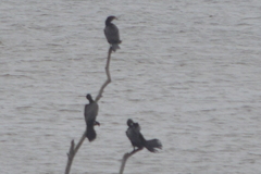 Nannopterum brasilianum