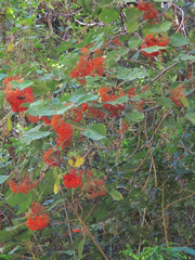 Urera caracasana