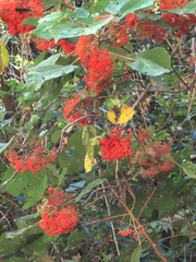 Urera caracasana
