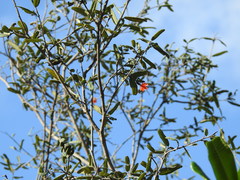 Varronia salviifolia