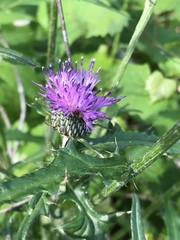 Cirsium carolinianum