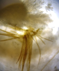 Chaetothiersia