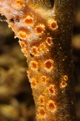 Puccinia pimpinellae