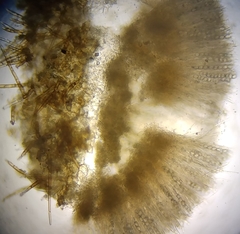 Chaetothiersia