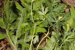 Puccinia pimpinellae