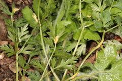 Puccinia pimpinellae