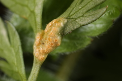 Puccinia pimpinellae