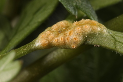 Puccinia pimpinellae