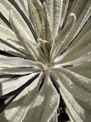 Espeletia grandiflora