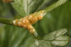 Puccinia pimpinellae