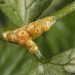 Puccinia pimpinellae - Photo (c) John Plischke, some rights reserved (CC BY-NC), uploaded by John Plischke