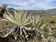 Espeletia grandiflora