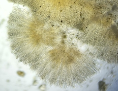 Chaetothiersia