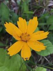 Coreopsis auriculata