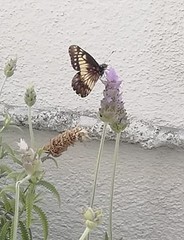 Catasticta nimbice nimbice