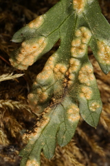 Puccinia pimpinellae