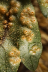 Puccinia pimpinellae